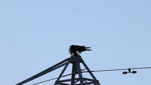 Common Raven - ML646794285