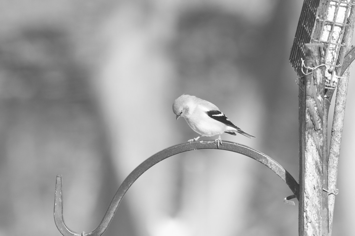 gulstillits - ML646794287