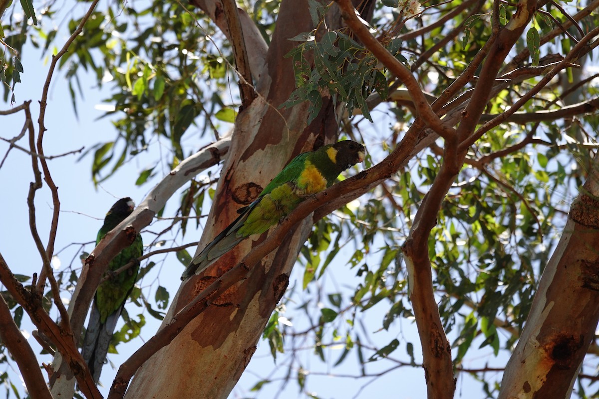 Australian Ringneck (Port Lincoln) - ML646794292