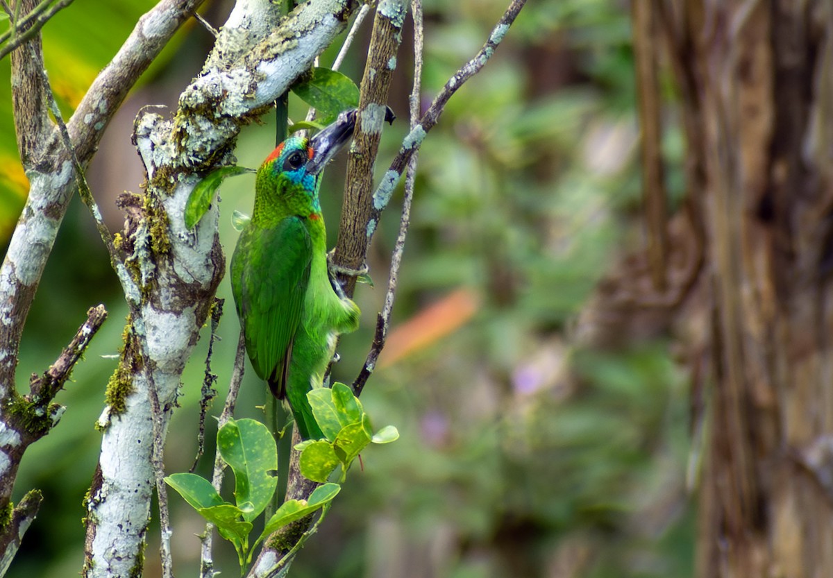 Red-throated Barbet - ML646794295