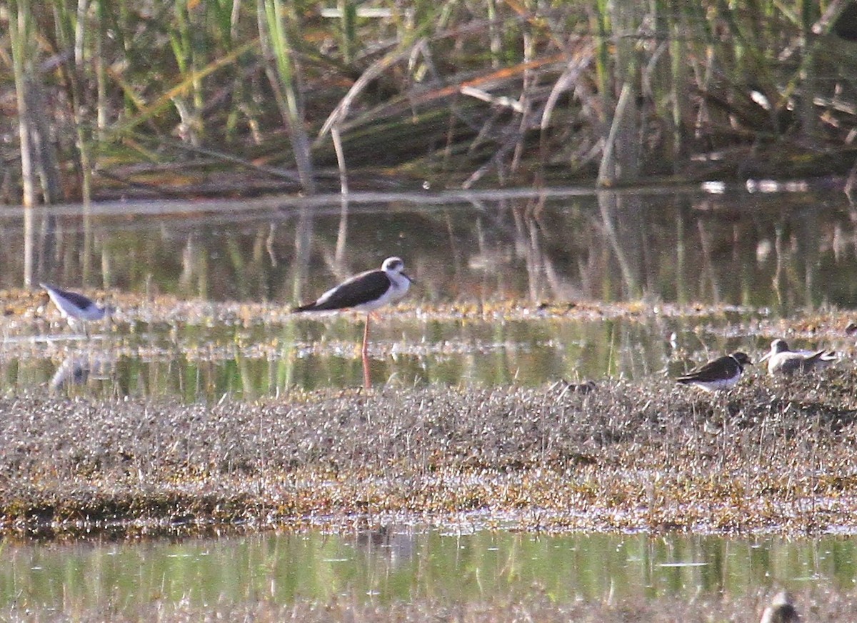 Black-winged Stilt - ML646794300