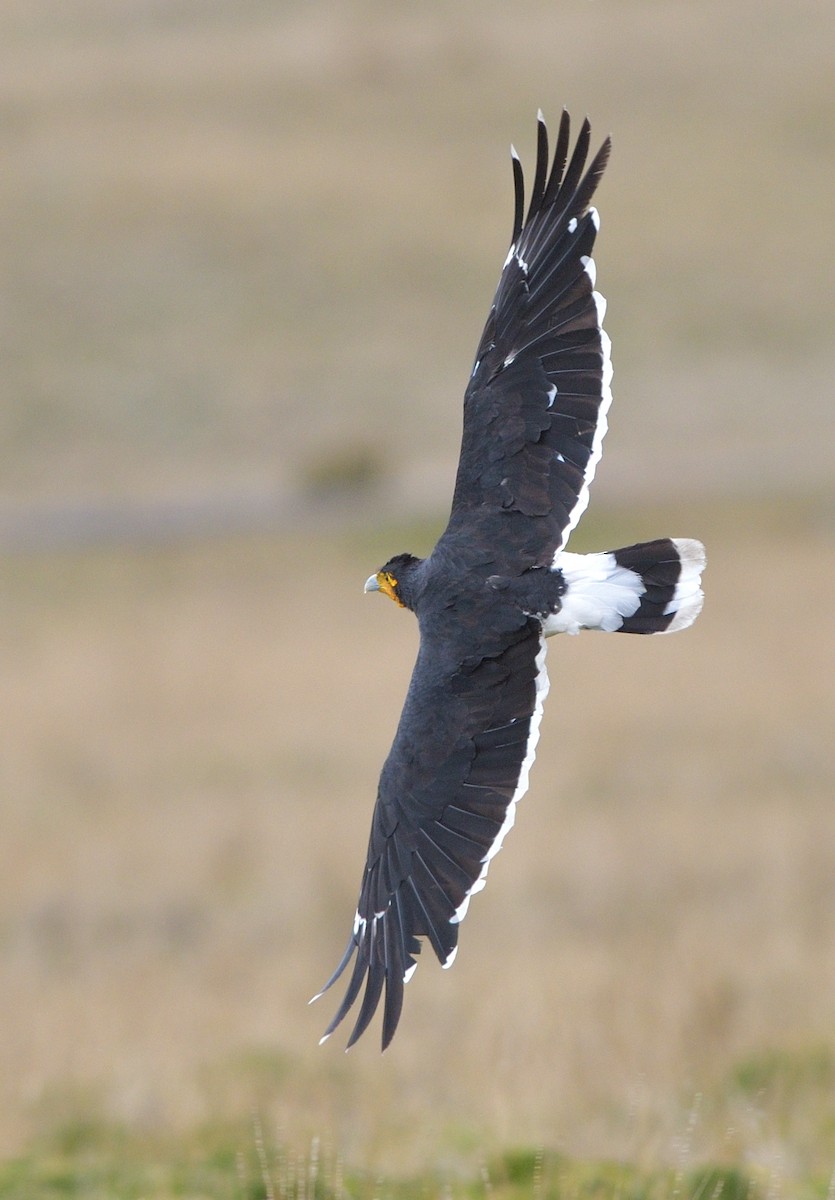 Karakara garatxoduna - ML646794303