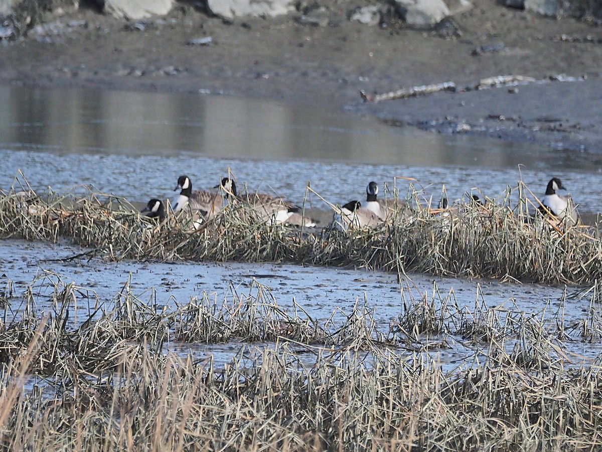 ברנטה קנדית - ML646794313