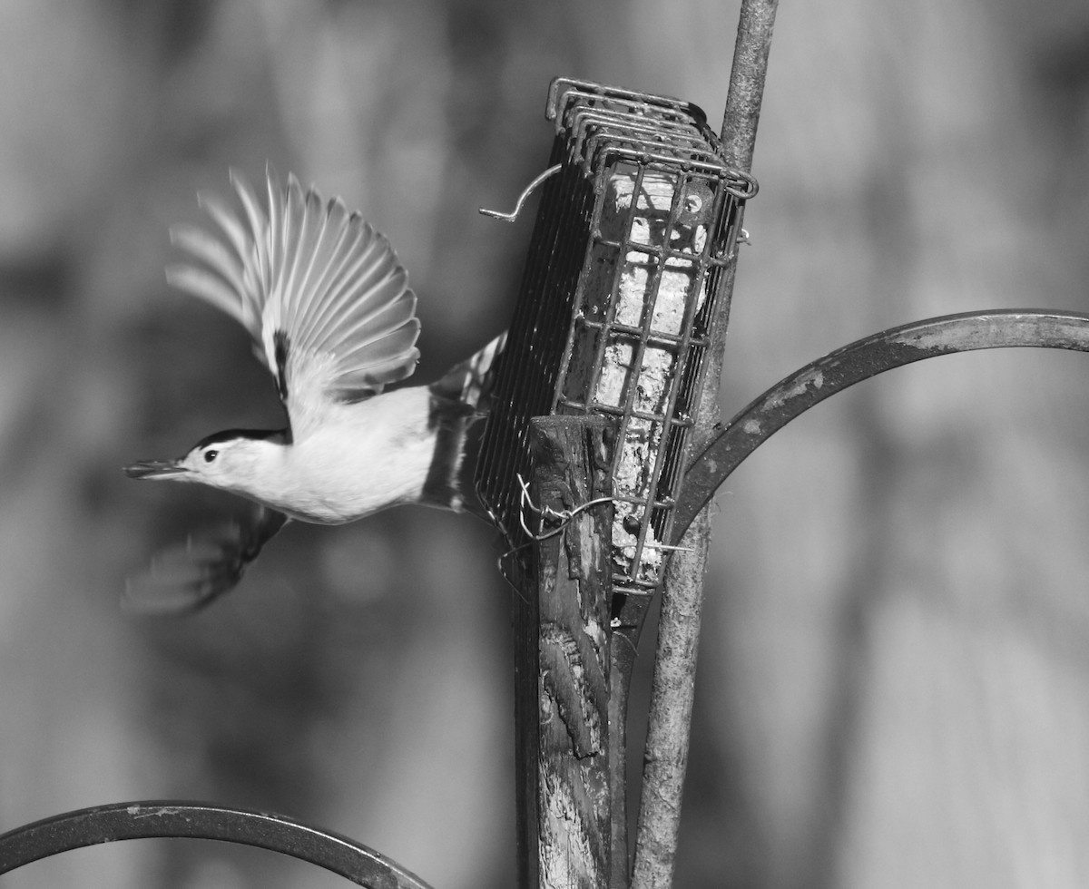 hvitbrystspettmeis - ML646794315