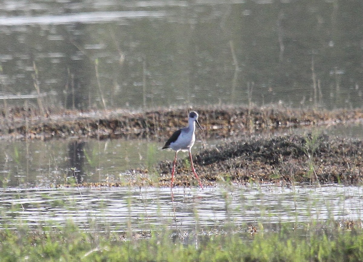 Black-winged Stilt - ML646794316