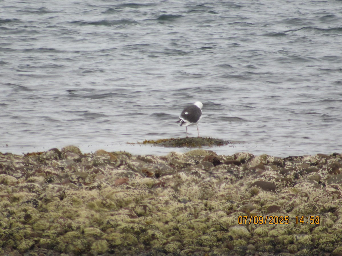 Great Black-backed Gull - ML646794318