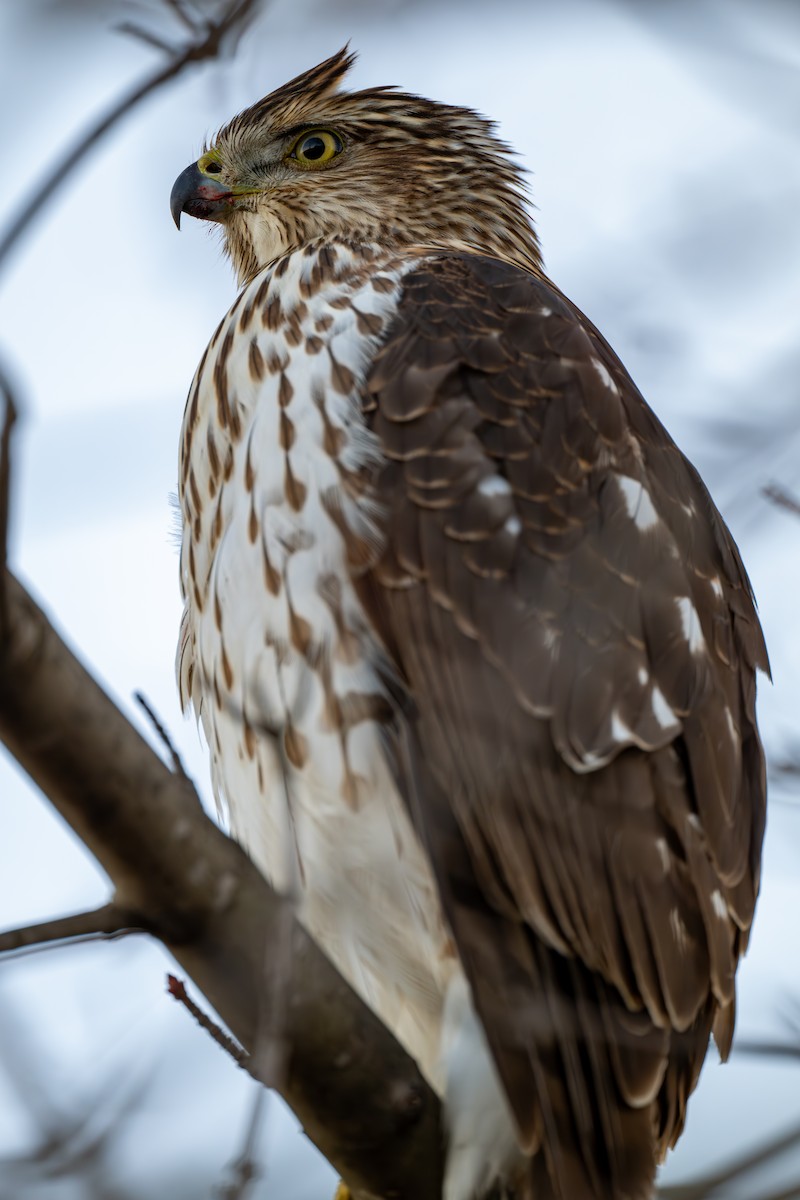 Cooper's Hawk - ML646794320