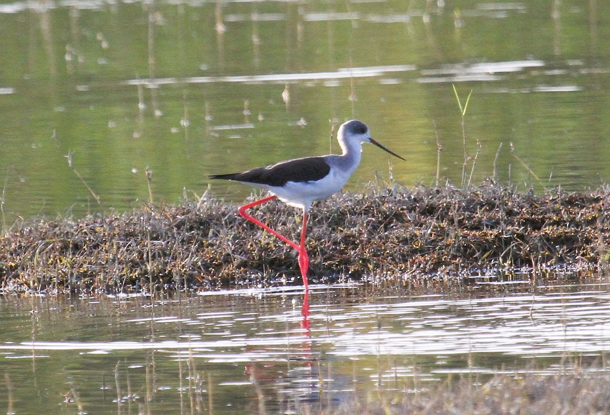 Black-winged Stilt - ML646794322