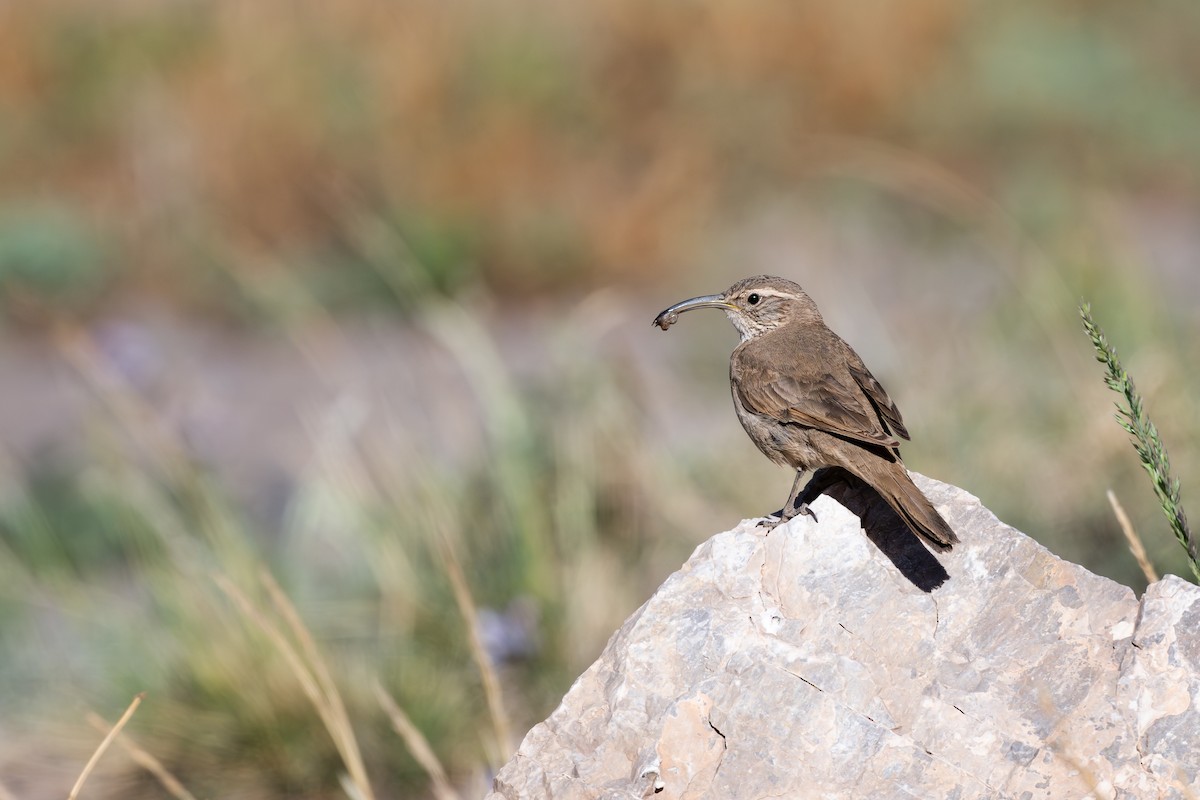 Scale-throated Earthcreeper - ML646794323