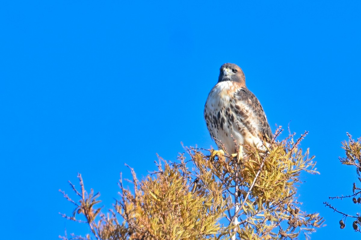 Канюк неоарктичний - ML646794324