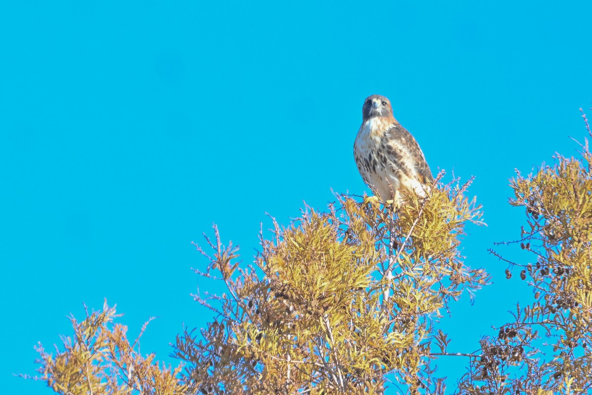 Канюк неоарктичний - ML646794327