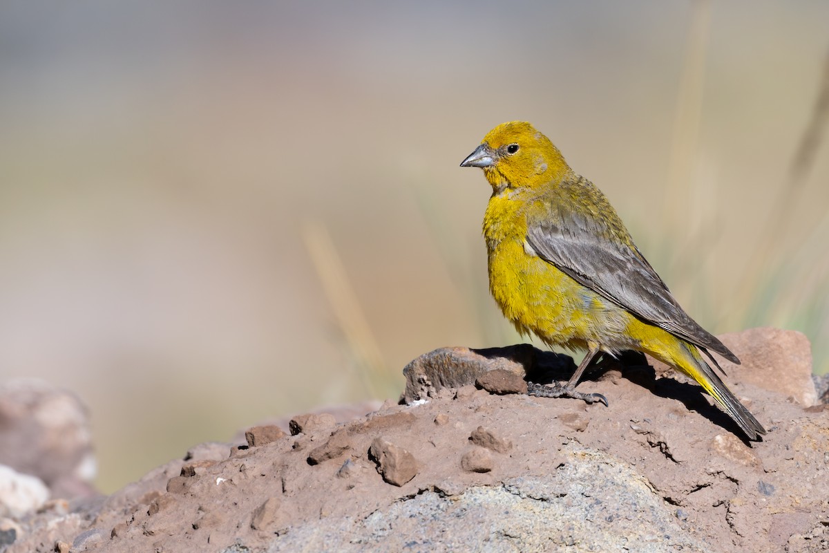 Greater Yellow-Finch - ML646794328