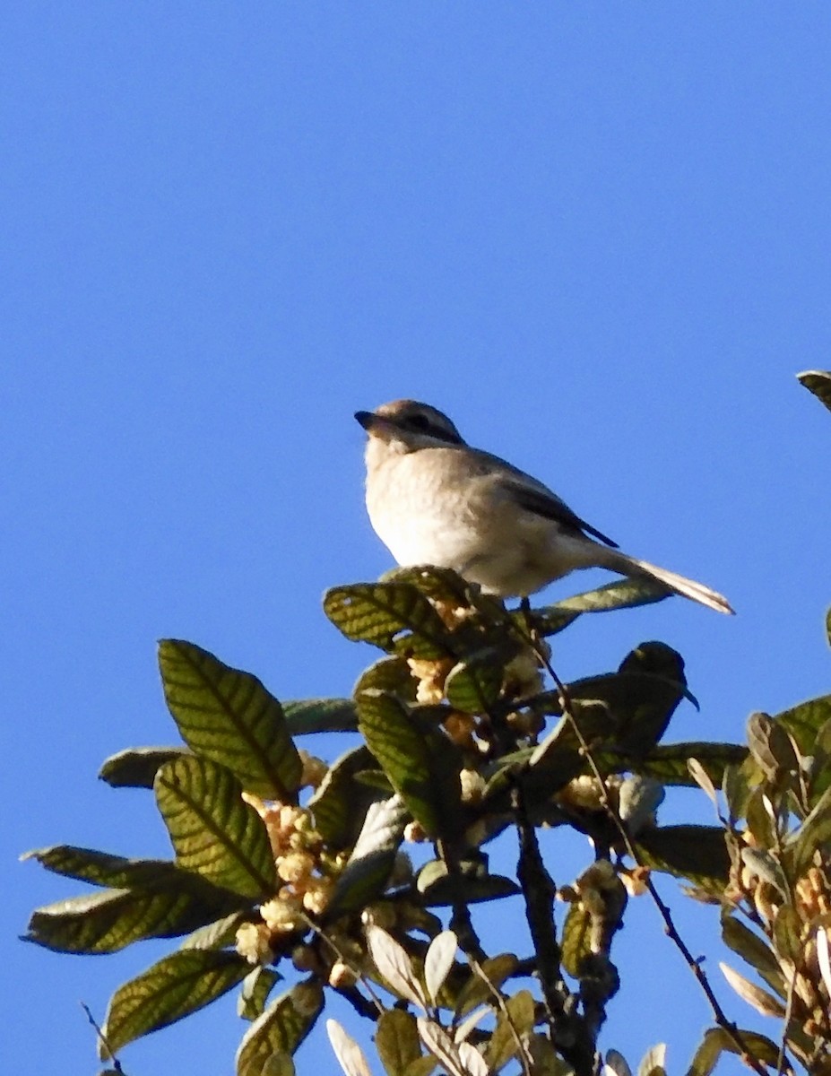 Brown Shrike - ML646794334
