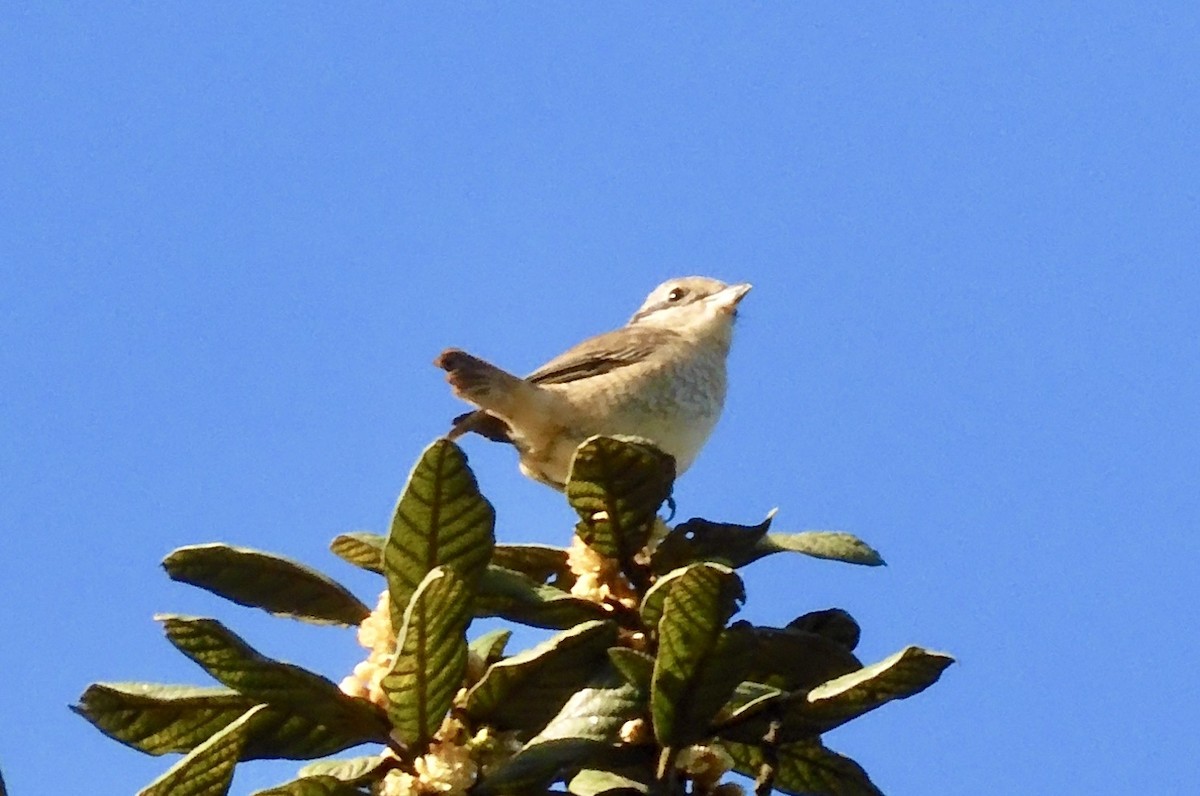 Brown Shrike - ML646794337