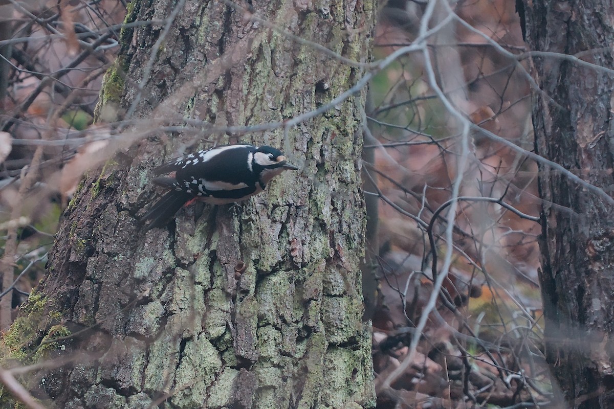 flaggspett - ML646794342