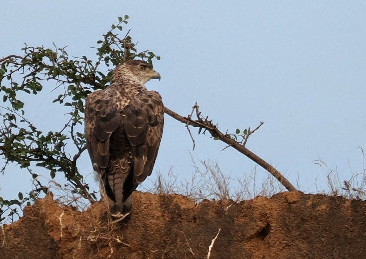 Aigle de Bonelli - ML646794346