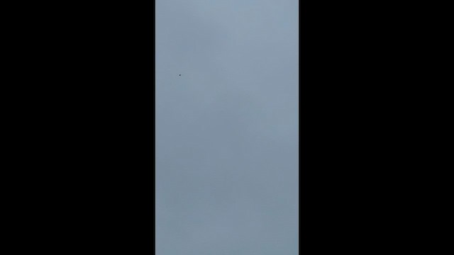 Barn Swallow - ML646794349