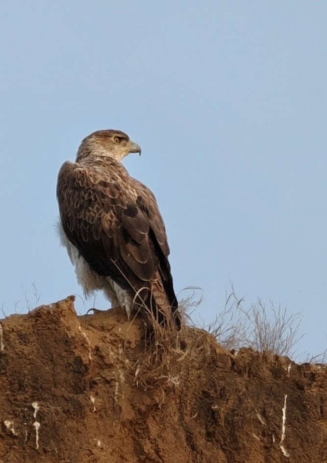 Aigle de Bonelli - ML646794350