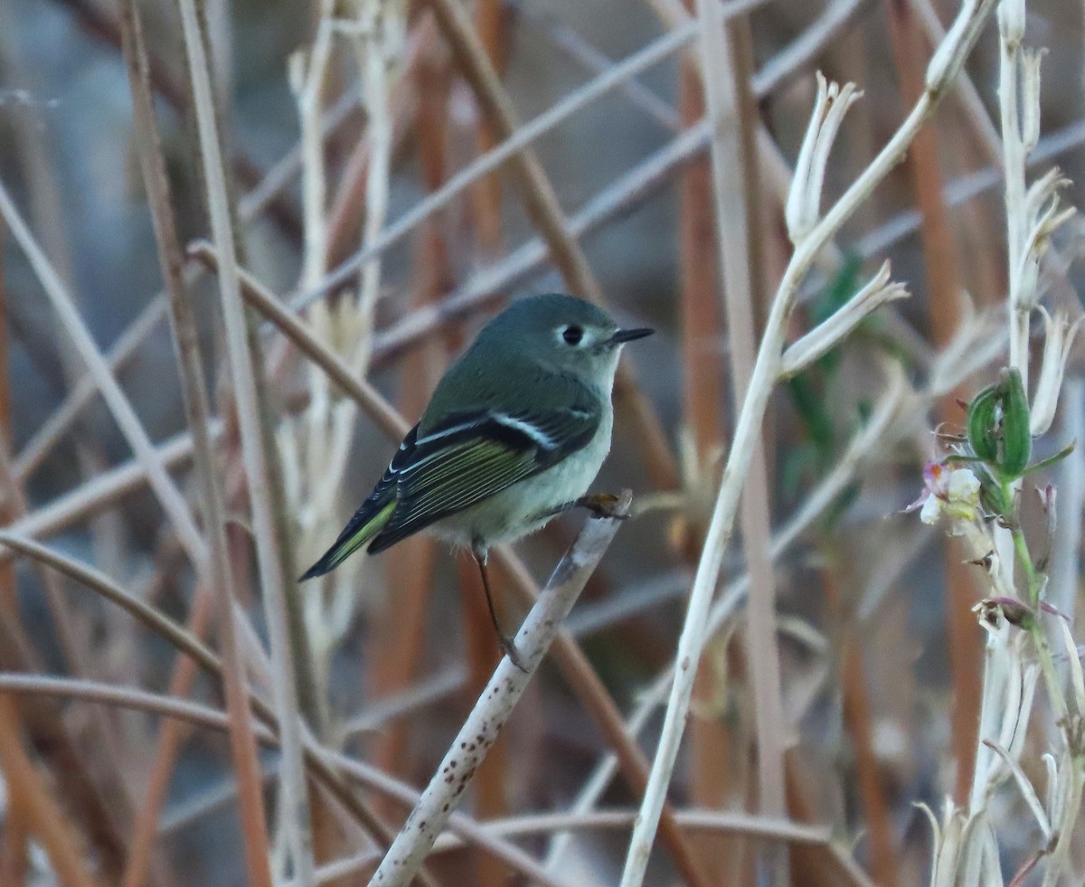 Золотомушка рубіновочуба - ML646794354