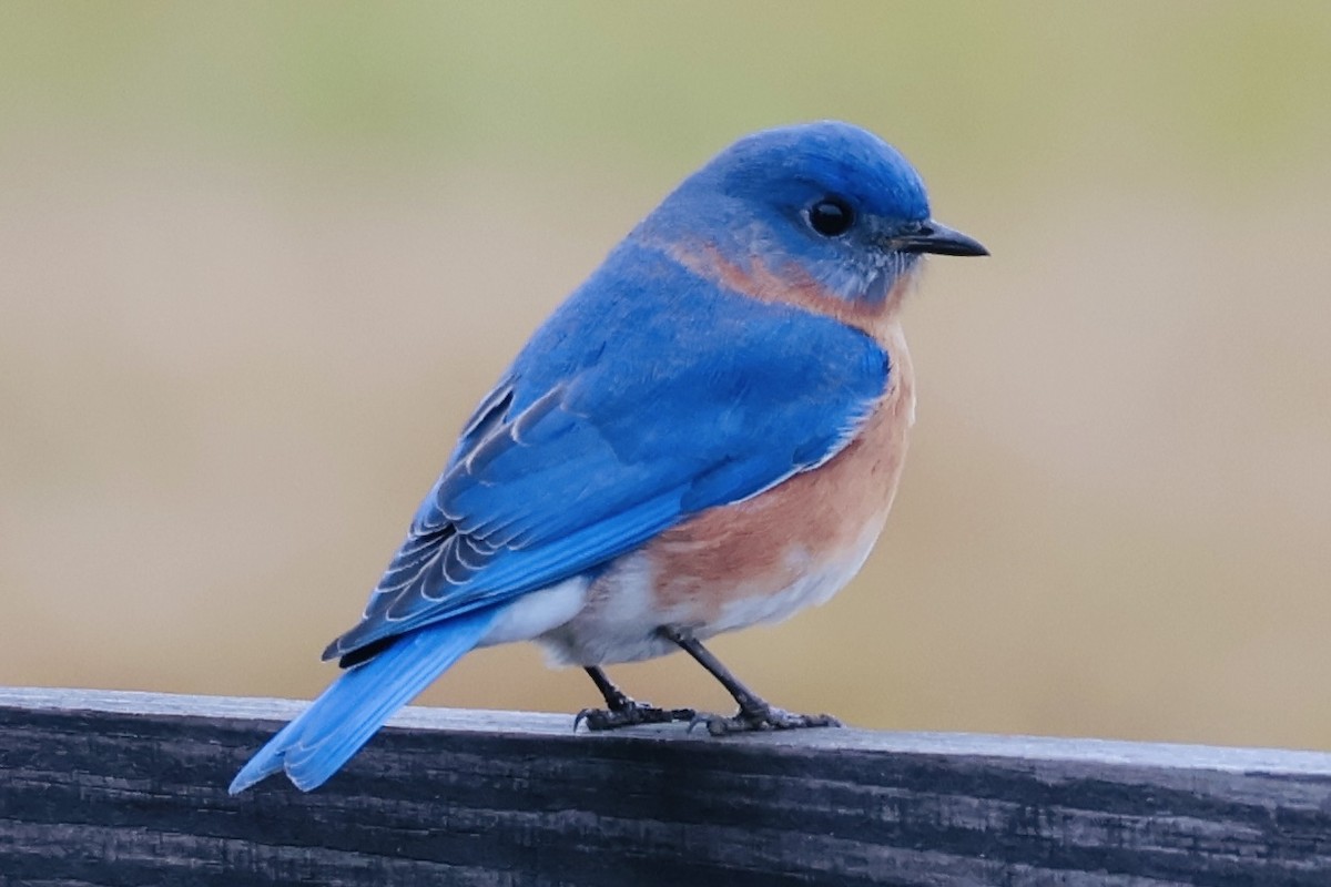 Блакитник східний - ML646794360