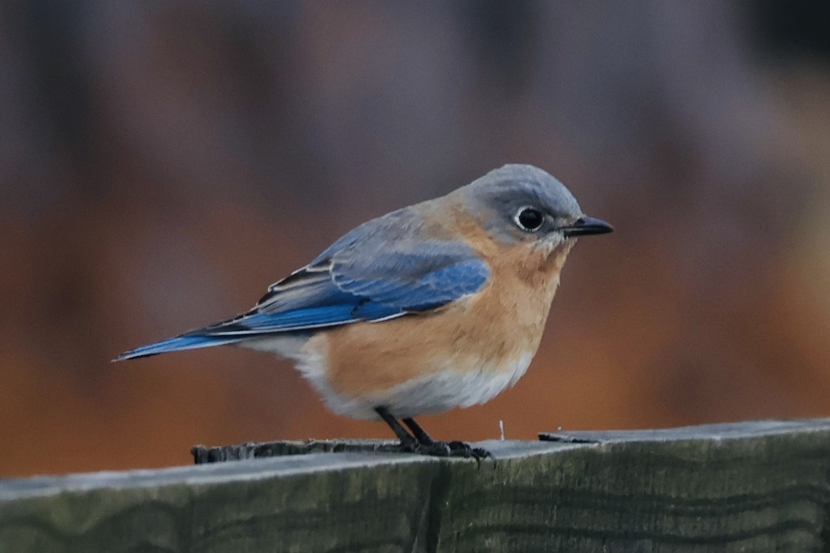 Блакитник східний - ML646794361