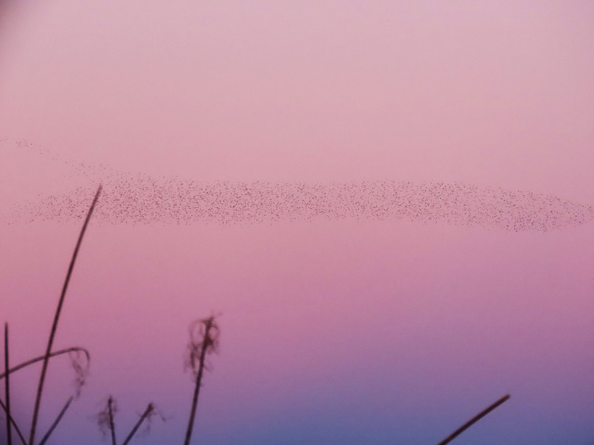 Шпак звичайний - ML646794363