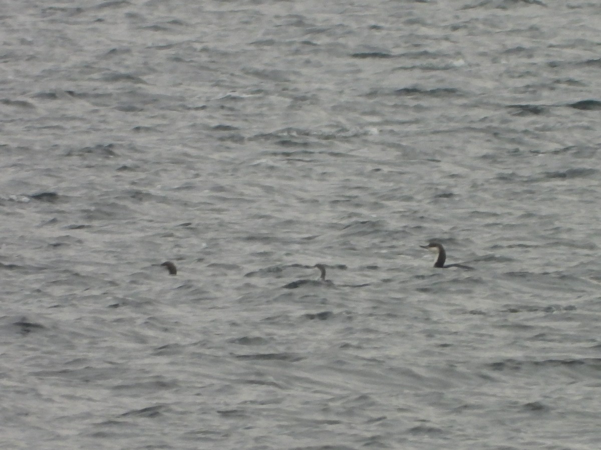 Arctic Loon - ML646794364