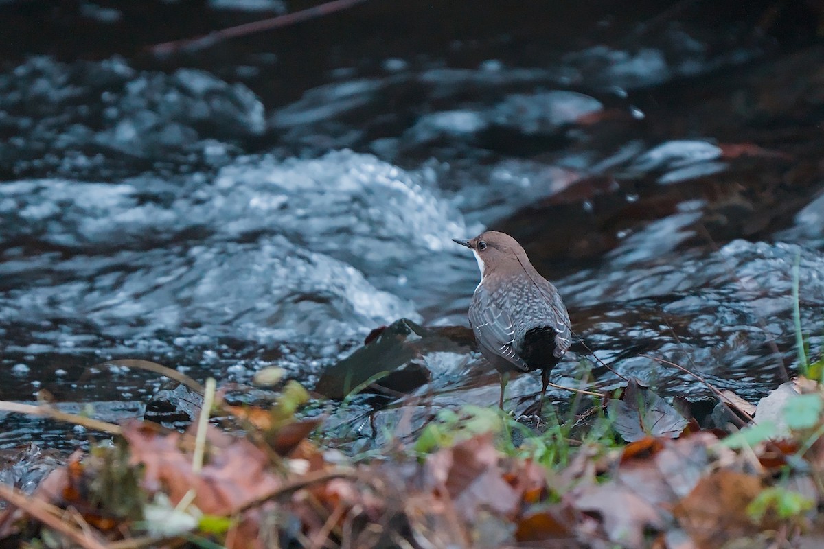 fossekall - ML646794387