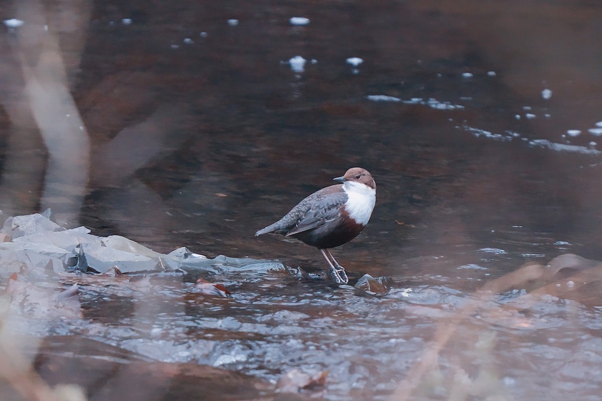 fossekall - ML646794388