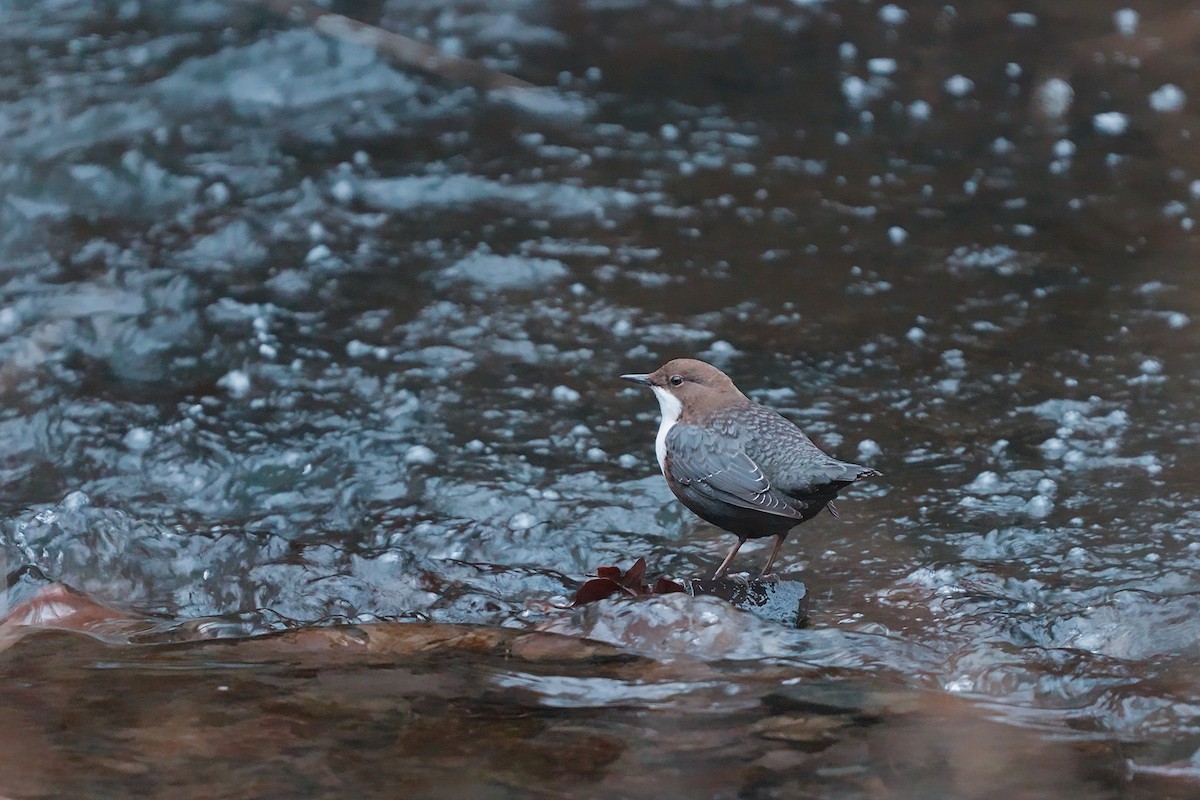 fossekall - ML646794389