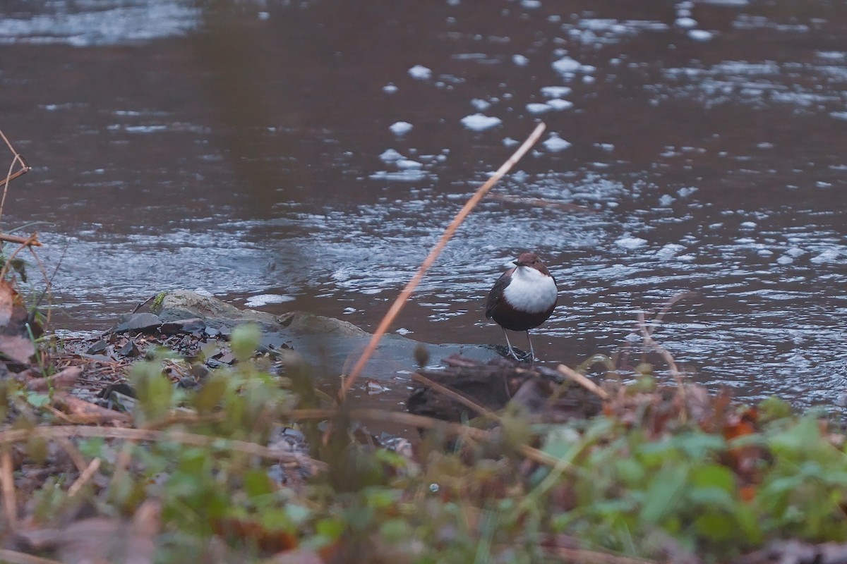 fossekall - ML646794390