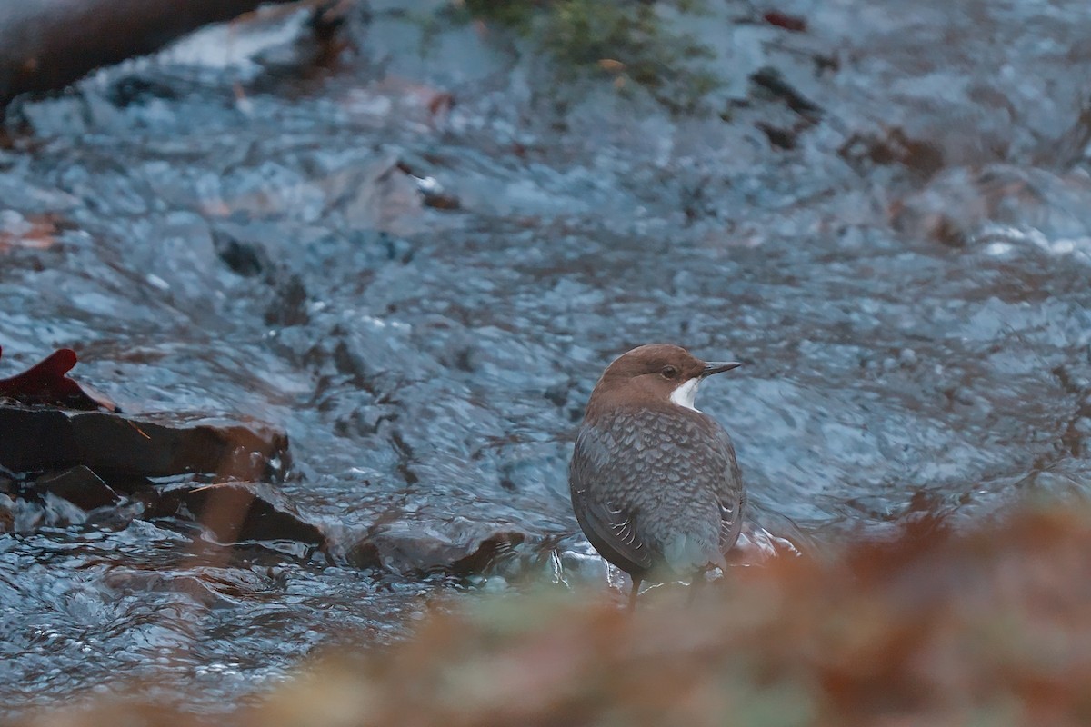 fossekall - ML646794391