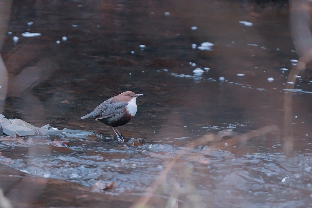 fossekall - ML646794392