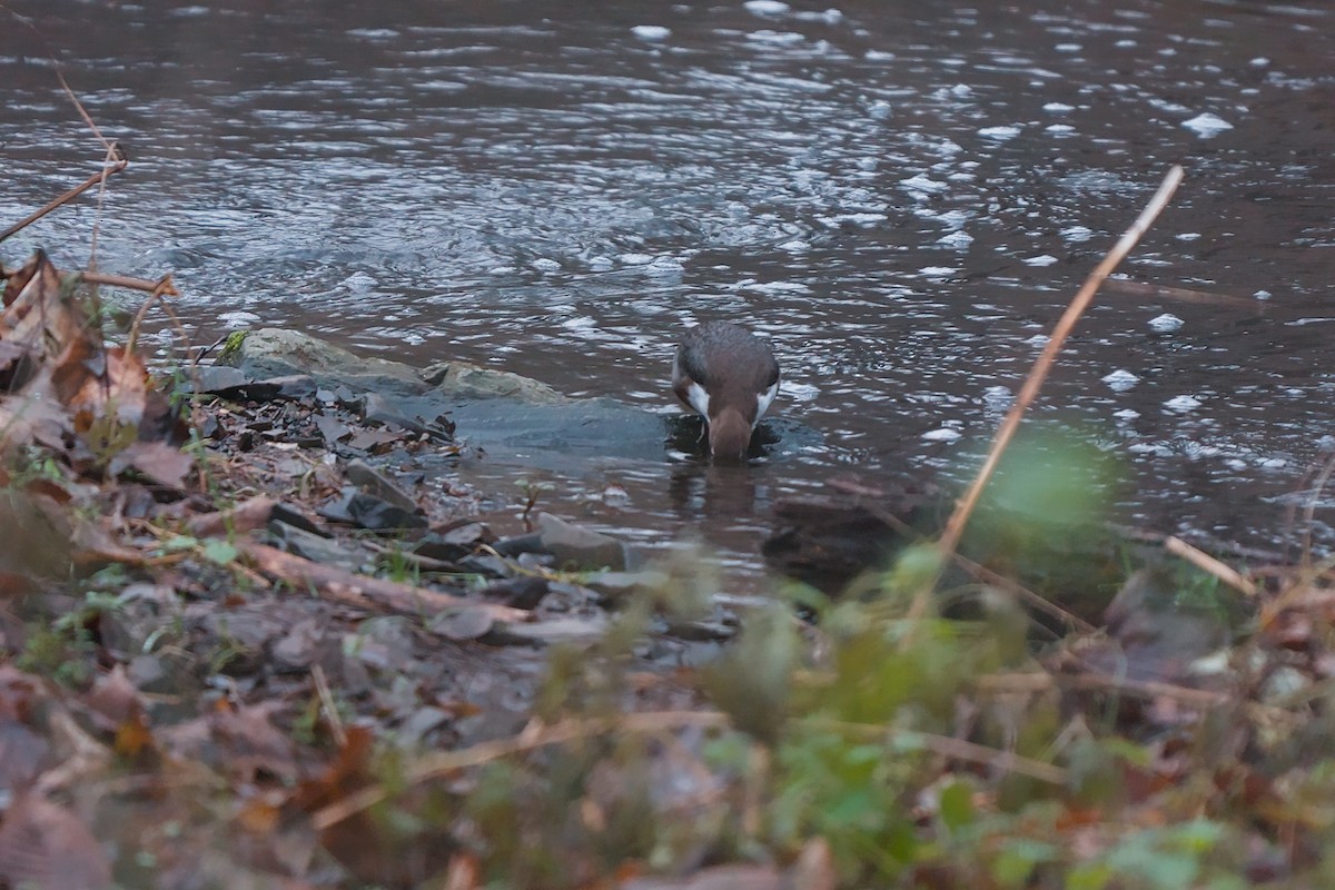 fossekall - ML646794393