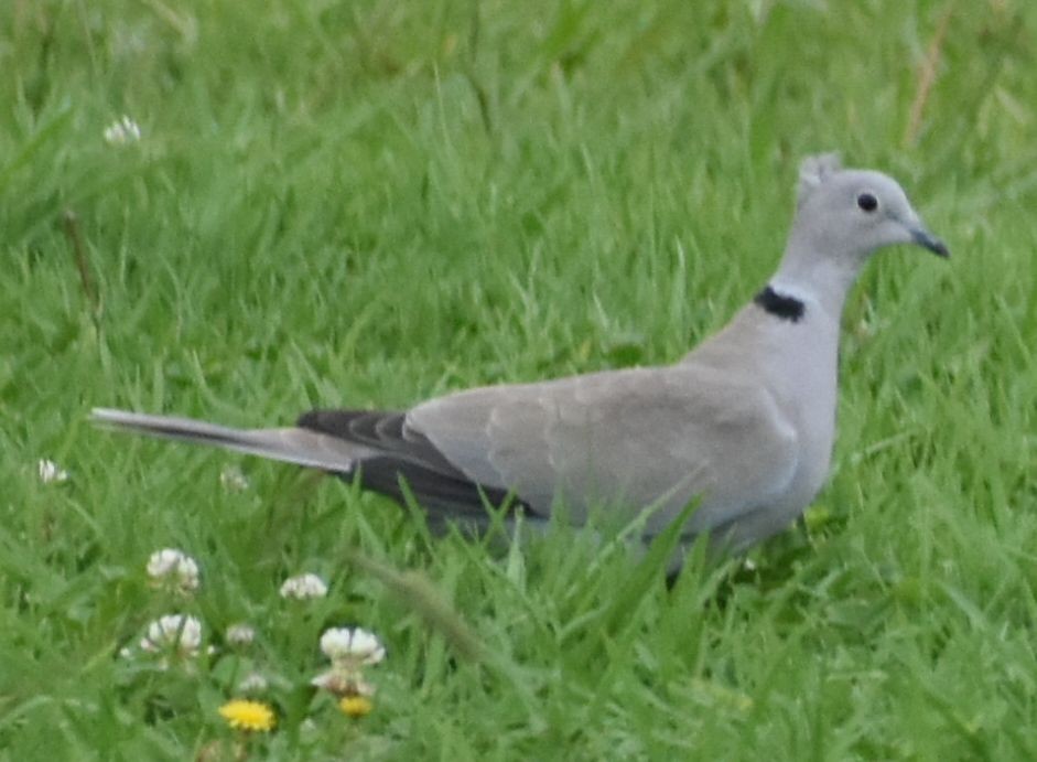 Буулгат хүүрзгэнэ - ML646794395