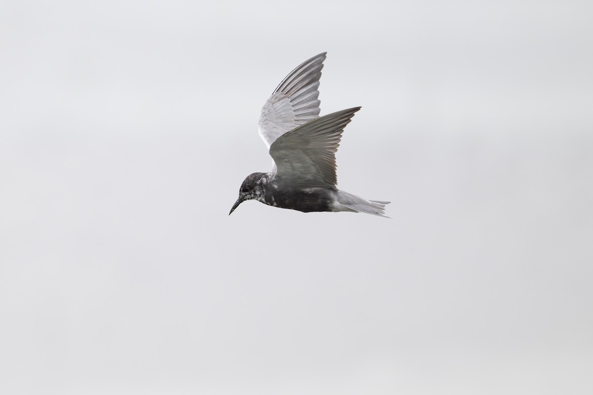 מירומית שחורה - ML646794398