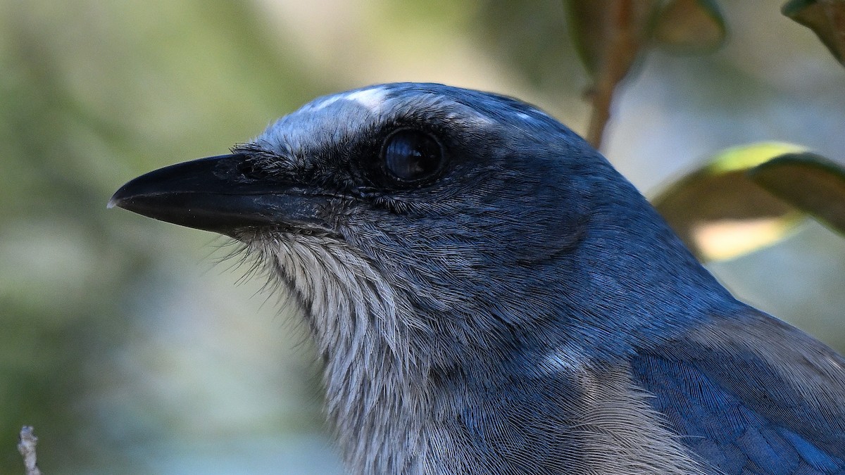 フロリダカケス - ML646794405