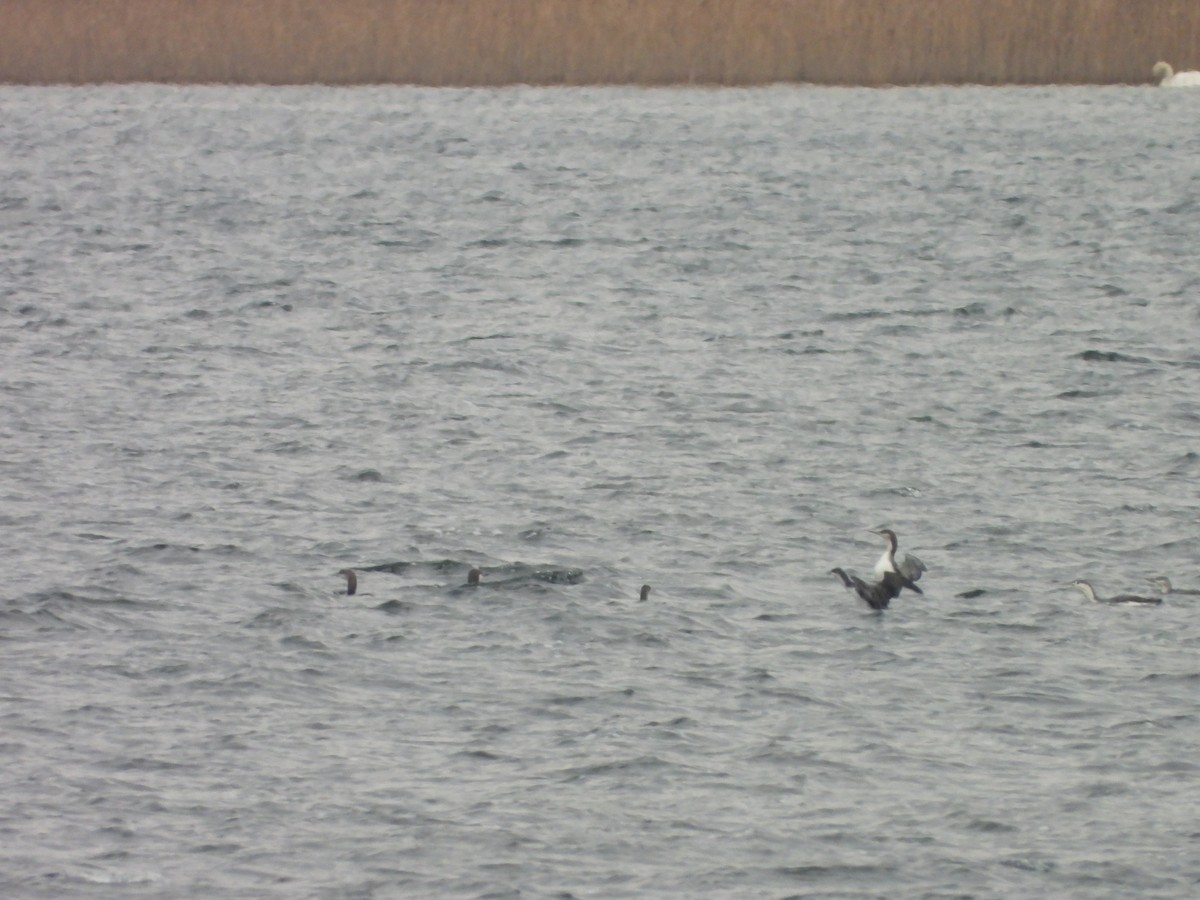 Arctic Loon - ML646794421