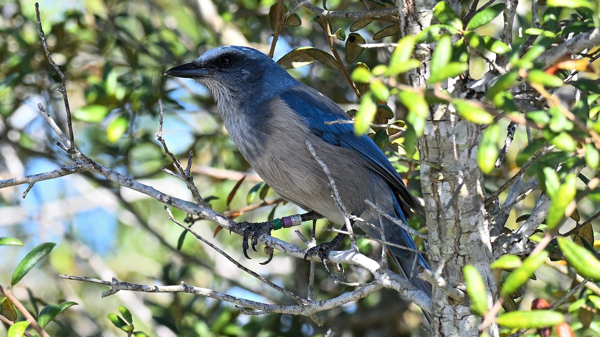 フロリダカケス - ML646794422