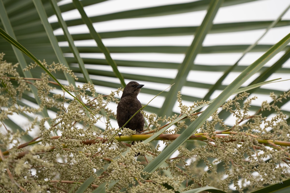 テリバネコウウチョウ - ML646794424