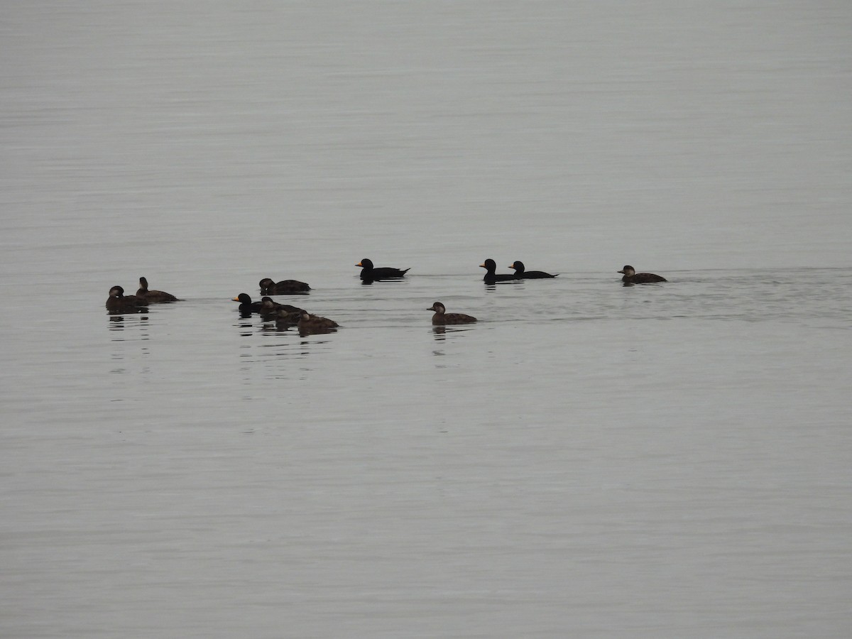 Синьга американська - ML646794427