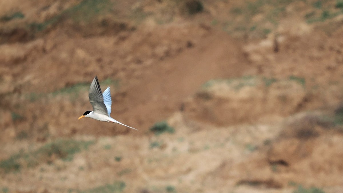 Sterne de rivière - ML646794432