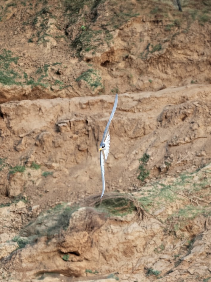 Sterne de rivière - ML646794434