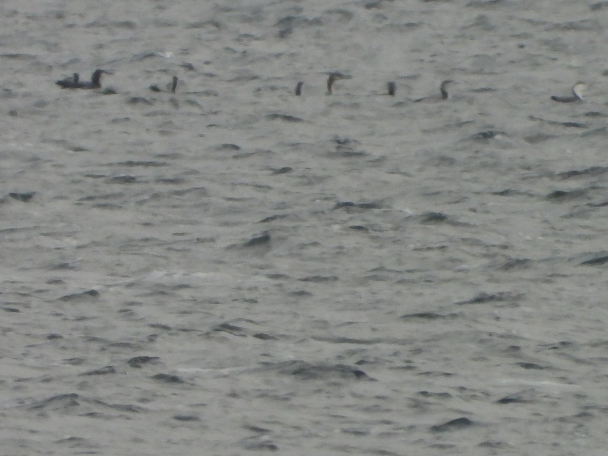 Arctic Loon - ML646794439