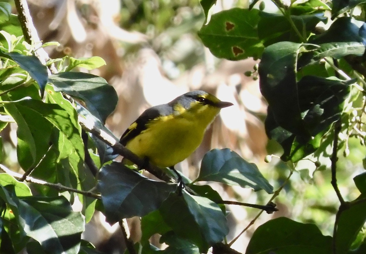 Orange Minivet - ML646794442