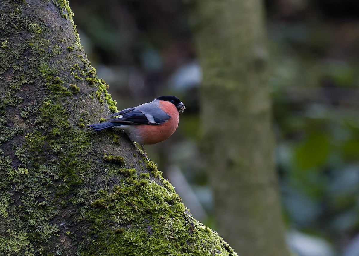 ウソ - ML646794446