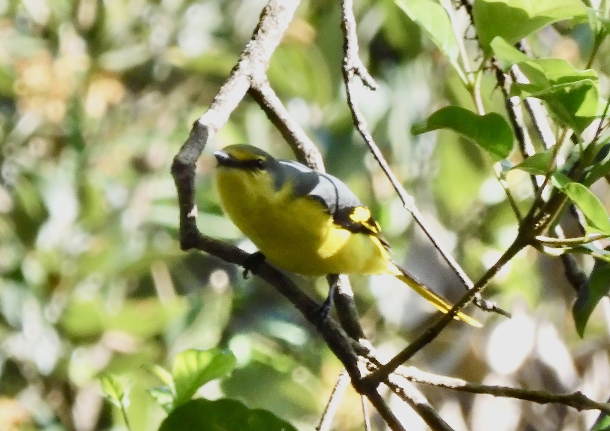 Orange Minivet - ML646794447