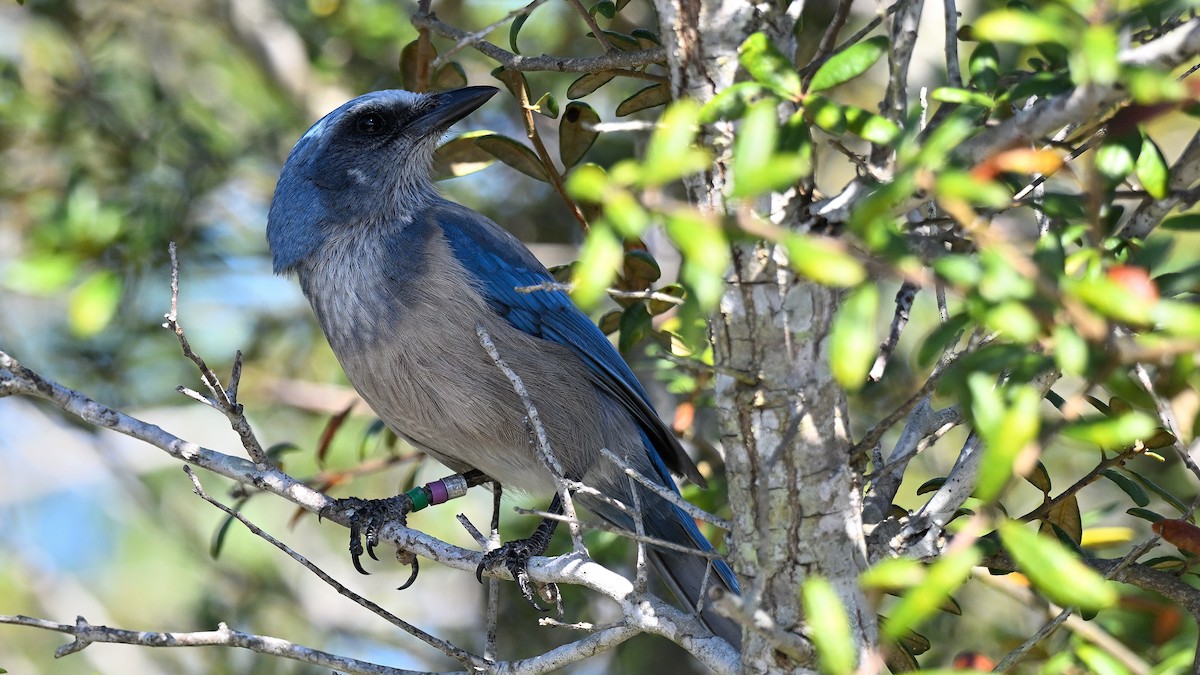 フロリダカケス - ML646794448