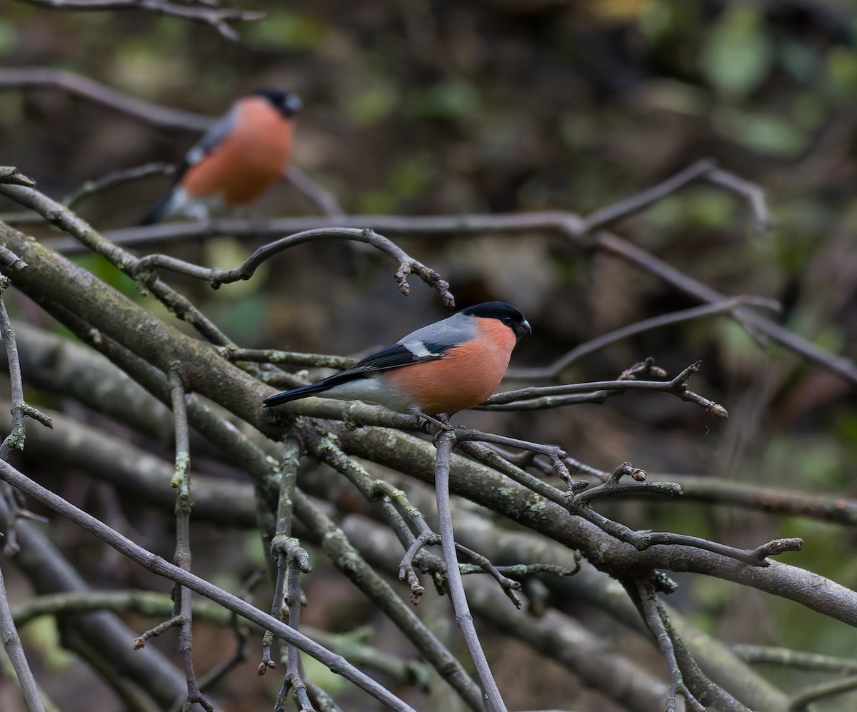 ウソ - ML646794449