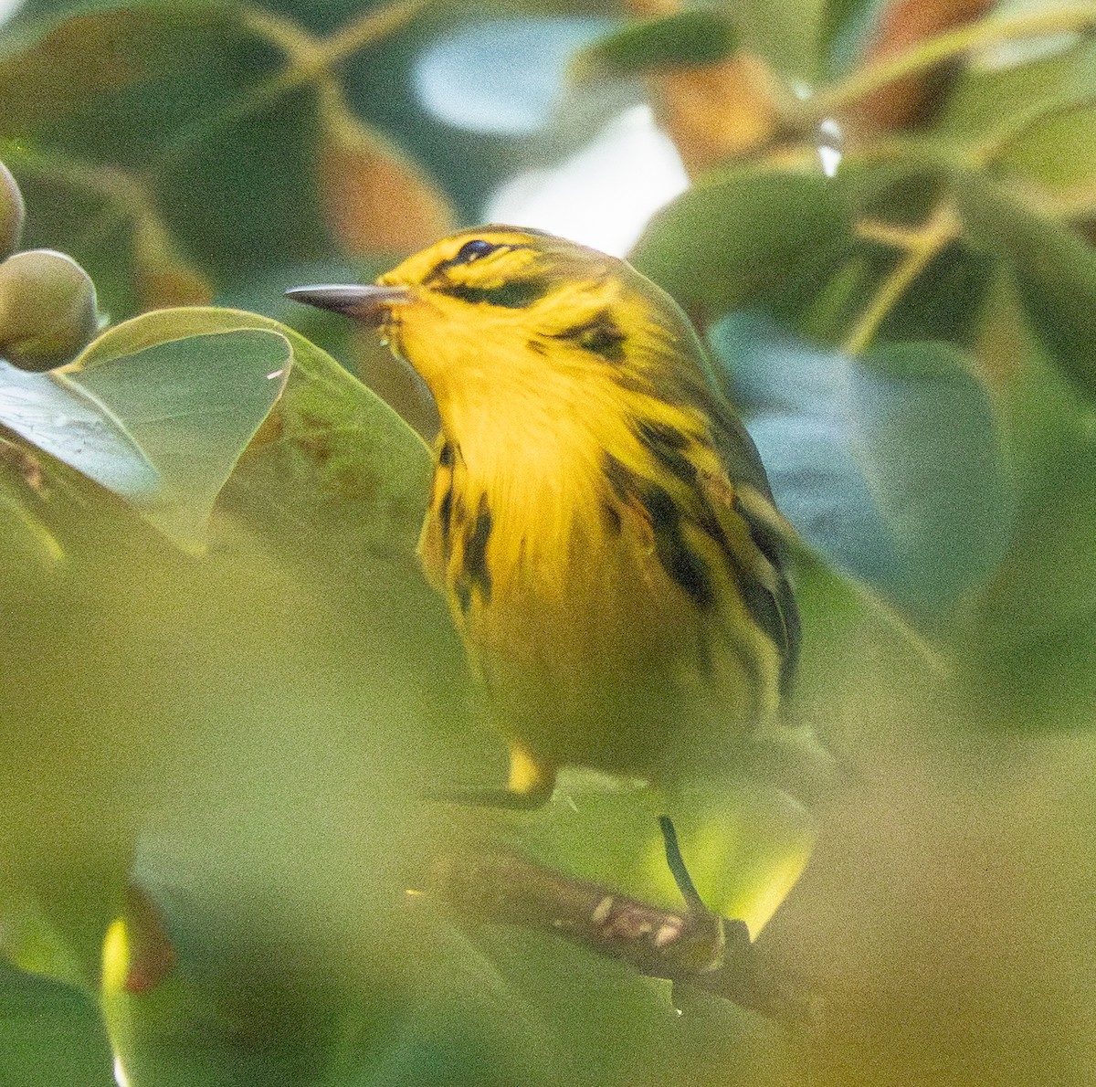 Prairie Warbler - ML646794450